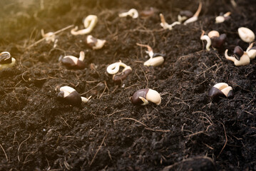 Seedling growing on soil ground , ecology concept