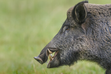 Very close wild boar male