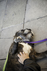 Obraz premium Woman petting dog