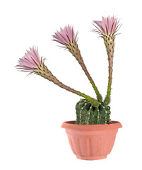 An Easter lily cactus with flowers