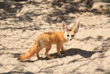 Fennec Fox