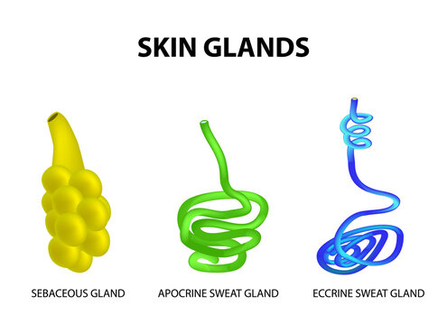 The structure of the glands of the skin. sebaceous, Eccrine sweat, Apocrine sweat. Set. Infographics. Vector illustration 