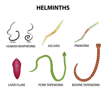 A set of helminths. roundworm, Ascaris, pinworms, bovine tapeworm, pork tapeworm, Whipworm, liver fluke. Infographics. Vector illustration 