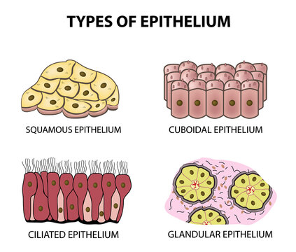 Types of epithelium. squamous, cubic, ciliated, glandular. Set. Infographics. Vector illustration on isolated background