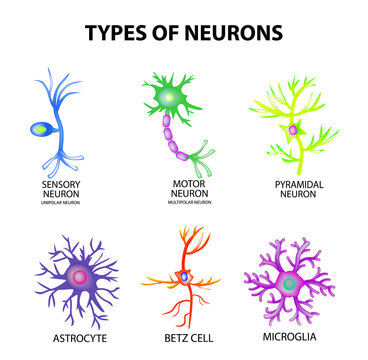 Types of neurons. Structure sensory, motor neuron, astrocyte, pyromidal, Betz cell, microglia. Set. Infographics. Vector 