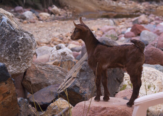 Little goat standing on the rocks