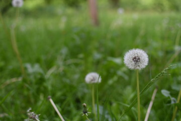 dandelion on a meadow