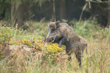 Wild boar foraging in an old tree