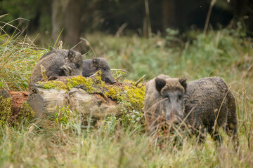 Wild boar sounder out foraging