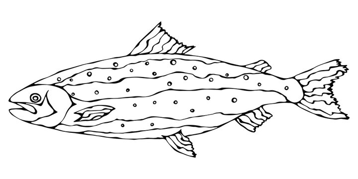Image of Atlantic Salmon Red Fish. Realistic Vector Illustration Isolated On a White Background Hand Drawn Doodle Cartoon Vintage Hipster Style Sketch.