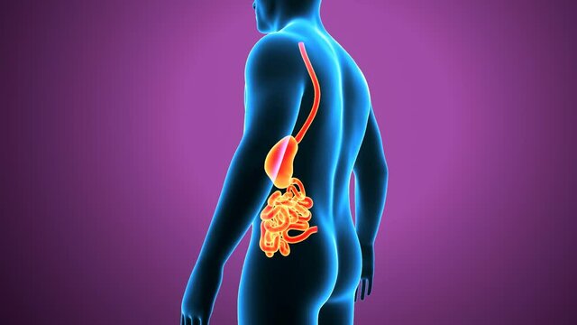 3d illustration of human digestive system 