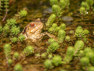 Toad