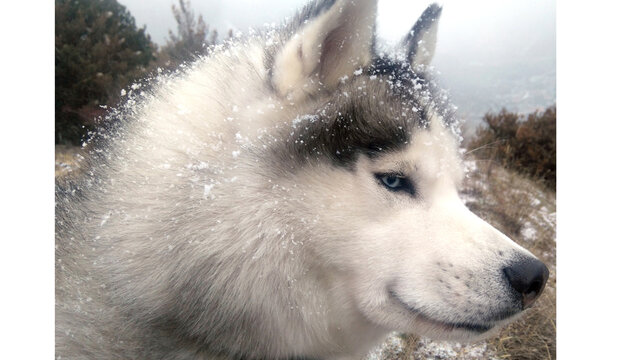 Siberian husky