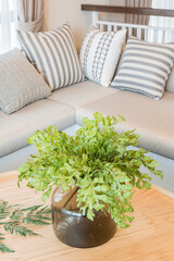 vast of plants on wooden round table in modern living room design
