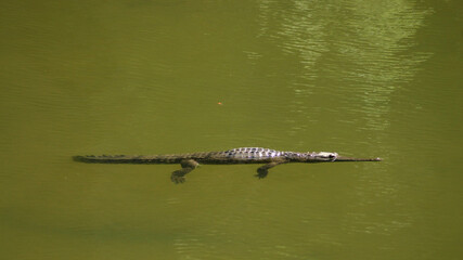 Freshwater crocodile in Windjana Gorge, Kimberley Region, Western Australia