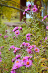 Fototapeta premium Purple astra flower green plant in the garden. Beauty season nature flora.