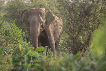 Large adult elephant in Yala National Park