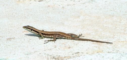 Close up of lizard