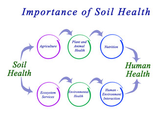 Importance of Soil Health