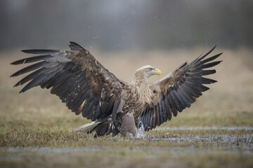 Regal white tailed eagle