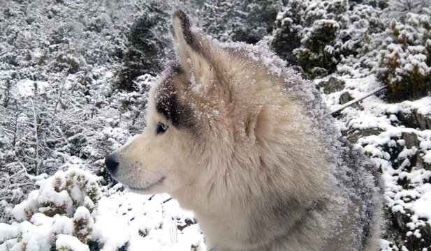 siberian husky