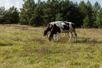 Fototapeta premium Dirty cow eating grass