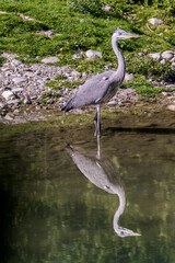 Graureiher im Wasser