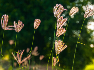 Grass flowers, 2016