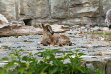 junger Alpensteinbock