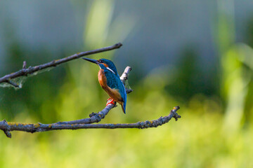 Eisvogel / König der Fischer