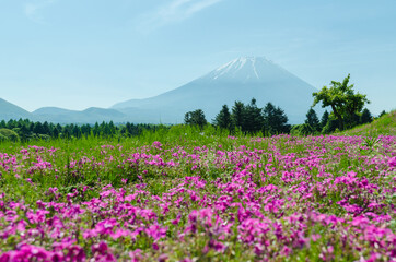 Mount fuji and pink moss in may at japan ,selective focus blur foreground