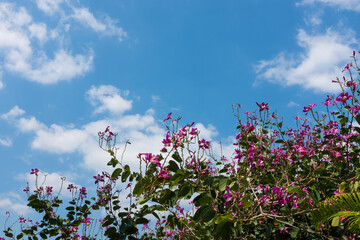Obraz na płótnie Canvas Shrub of pink flowers on blue sky with clouds. Outdoor at the daytime on summer day.