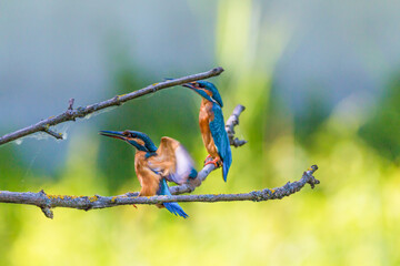 Eisvogel Paar / König der Fischer