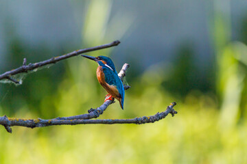 Eisvogel / König der Fischer
