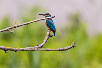 Eisvogel / König der Fischer