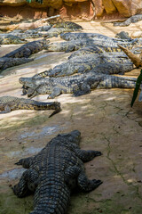 Crocodiles.