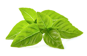 Basil leaves in closeup