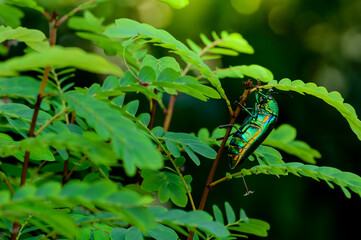 A metallic wood-boring beetle, Jewel beetle, Buprestid (Sternocera aequisignata) in nature