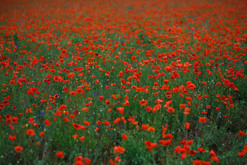 Poppy field background