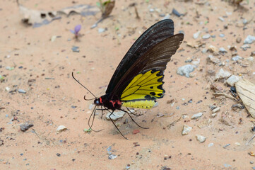 a butterfly feeding on ground © photopk