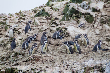 Humboldt penguin (Spheniscus humboldti) on the rocks of the Ballestas Islands in the Paracas National park, Peru.