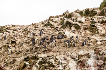 Humboldt penguin (Spheniscus humboldti) on the rocks of the Ballestas Islands in the Paracas National park, Peru.