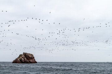 Guanay cormorant (Phalacrocorax bougainvillii) at the Ballestas Islands in the Paracas National park, Peru.