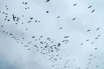Guanay cormorants (Phalacrocorax bougainvillii) at the Ballestas Islands in the Paracas National park, Peru.