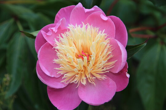 Fototapeta Peony "Bowl of beauty" paeonia latifolia / macro