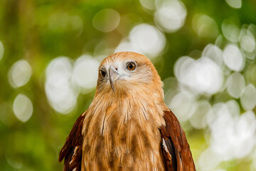 Close up portrait of a red tailed hawk .