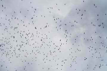 Guanay cormorants (Phalacrocorax bougainvillii) at the Ballestas Islands in the Paracas National park, Peru.