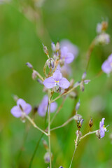 Fototapeta premium Murdannia giganteum, The Thai violet flower with native name is 'Hnorn Narg'