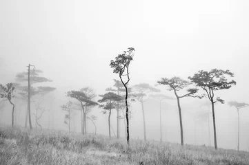 Fleecedeken met foto thai's pine wood with foggy scene © photopk