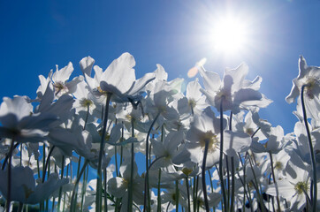 Białe drobne kwiaty w promieniach słońca. Niebieskie niebo, ujęcie z dołu. 
